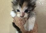 Kee2 - Maine Coon Kitten For Sale - Lorena&comma; TX&comma; US