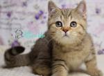 Ferdy - British Shorthair Cat For Sale - Hollywood&comma; FL&comma; US