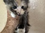 Kee 3 - Maine Coon Kitten For Sale - Lorena&comma; TX&comma; US