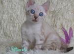 Tessa - Bengal Cat For Sale - Norwalk&comma; CT&comma; US