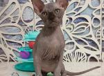 Leo - Sphynx Cat For Sale - Miami&comma; FL&comma; US