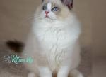 Timon - Ragdoll Kitten For Sale - Pembroke Pines&comma; FL&comma; US