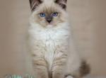 Tessa - Ragdoll Kitten For Sale - Pembroke Pines&comma; FL&comma; US