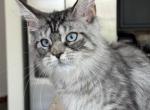 Blue eyes f - Maine Coon Cat For Sale - Los Angeles&comma; CA&comma; US