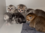 girl - British Shorthair Kitten For Sale - Maineville&comma; OH&comma; US