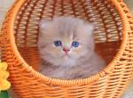 Foma - British Shorthair Kitten For Sale - Brooklyn&comma; NY&comma; US