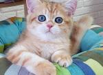 Mufasa - British Shorthair Cat For Sale - Brooklyn&comma; NY&comma; US