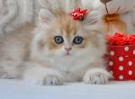 Della - British Shorthair Cat For Sale - Brooklyn&comma; NY&comma; US