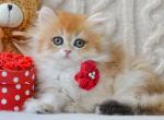 Dina - British Shorthair Cat For Sale - Brooklyn&comma; NY&comma; US