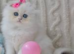 Emmie - British Shorthair Cat For Sale - Brooklyn&comma; NY&comma; US