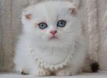 Evie - Scottish Fold Cat For Sale - Brooklyn&comma; NY&comma; US