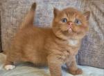 Jam - British Shorthair Kitten For Sale - Brooklyn&comma; NY&comma; US
