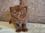 Jasmine - British Shorthair Kitten For Sale - Brooklyn&comma; NY&comma; US
