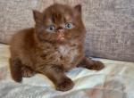 Justin - British Shorthair Kitten For Sale - Brooklyn&comma; NY&comma; US