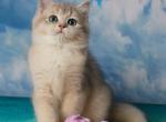 Solomon - British Shorthair Cat For Sale - Brooklyn&comma; NY&comma; US