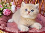 David - British Shorthair Kitten For Sale - Brooklyn&comma; NY&comma; US
