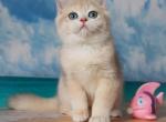 Sapfir - British Shorthair Cat For Sale - Brooklyn&comma; NY&comma; US