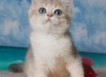 Stepan - British Shorthair Cat For Sale - Brooklyn&comma; NY&comma; US