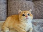Sultan - British Shorthair Cat For Sale - Brooklyn&comma; NY&comma; US