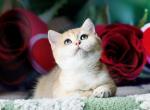 Robin - British Shorthair Cat For Sale - Brooklyn&comma; NY&comma; US