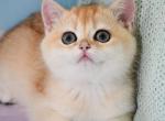 Simba - British Shorthair Cat For Sale - Brooklyn&comma; NY&comma; US