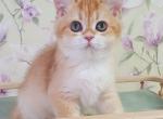 Kevin - British Shorthair Cat For Sale - Brooklyn&comma; NY&comma; US