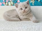 Monika - British Shorthair Kitten For Sale - Brooklyn&comma; NY&comma; US