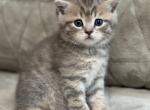Roxy - Scottish Straight Kitten For Sale - Federal Way&comma; WA&comma; US