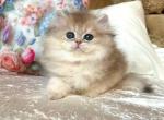 Willy - British Shorthair Kitten For Sale - Brooklyn&comma; NY&comma; US