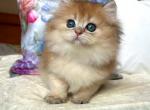William - British Shorthair Kitten For Sale - Brooklyn&comma; NY&comma; US