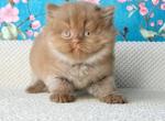 Major - British Shorthair Kitten For Sale - Brooklyn&comma; NY&comma; US