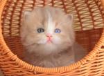 Fresh odd eyes - British Shorthair Kitten For Sale - Brooklyn&comma; NY&comma; US