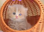 Fabian Blue eyed - British Shorthair Kitten For Sale - Brooklyn&comma; NY&comma; US