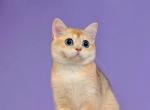 Nyasha blue eyed - British Shorthair Cat For Sale - Brooklyn&comma; NY&comma; US