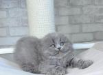 Adel - Scottish Fold Kitten For Sale - Brooklyn&comma; NY&comma; US