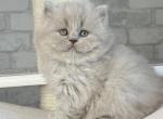 Ari - Scottish Straight Kitten For Sale - Brooklyn&comma; NY&comma; US