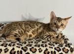Savannah - Bengal Cat For Sale - South Elgin&comma; IL&comma; US