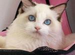 LAILO - Ragdoll Cat For Sale - Irvine&comma; CA&comma; US