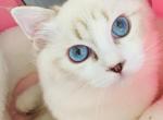 nunu - Ragdoll Cat For Sale - Irvine&comma; CA&comma; US