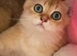 moonlight - British Shorthair Cat For Sale - Irvine&comma; CA&comma; US