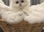 Rhea - British Shorthair Cat For Sale - Phila&comma; PA&comma; US