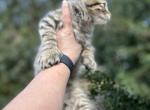 Felicia - Highlander Kitten For Sale - Absarokee&comma; MT&comma; US
