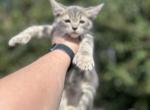 Sleepy - Polydactyl Kitten For Sale - Absarokee&comma; MT&comma; US