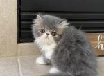 Blue tabby girl and white boy - Persian Kitten For Sale - Chowchilla&comma; CA&comma; US