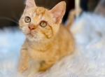 Link - Munchkin Cat For Sale - Neosho&comma; MO&comma; US