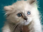 Female blue point Himalayan - Persian Kitten For Sale - New Orleans&comma; LA&comma; US