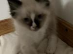 Persephone - Ragdoll Kitten For Sale - Newburgh&comma; IN&comma; US