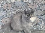 Blue Cream Minuet Kitten - Minuet Kitten For Sale - Iron Station&comma; NC&comma; US