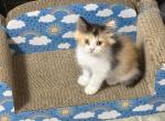 Calico Female Kitten - Minuet Kitten For Sale - Iron Station&comma; NC&comma; US
