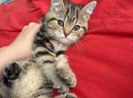 a girl kitten - British Shorthair Kitten For Sale - Maineville&comma; OH&comma; US